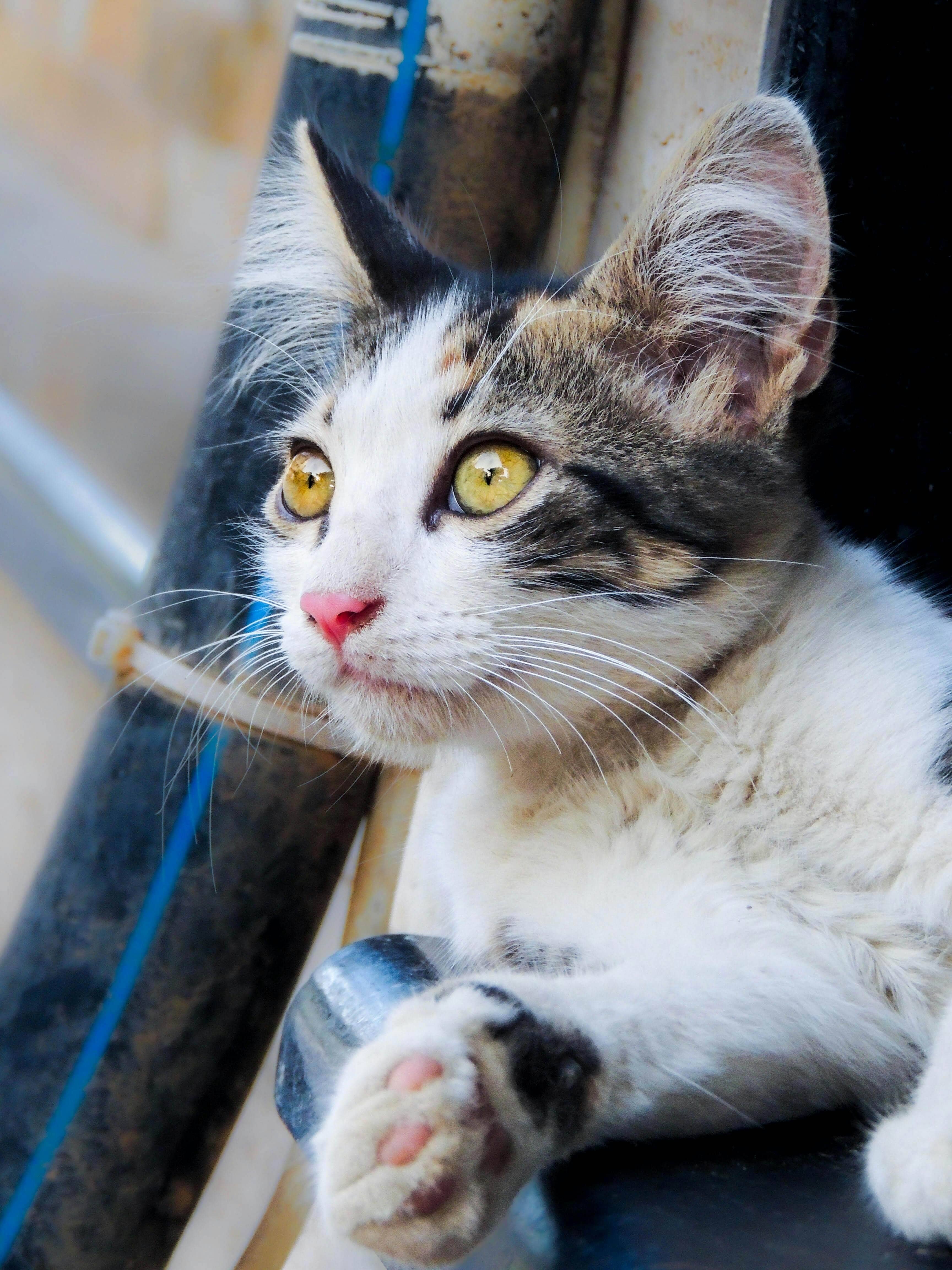 Kitten waiting for adoption