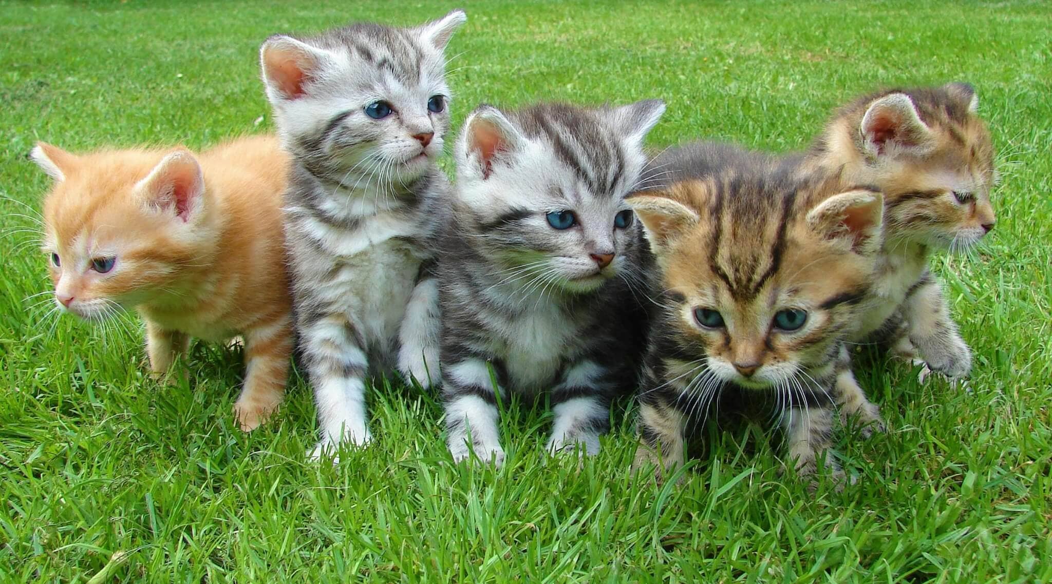 Group of kittens