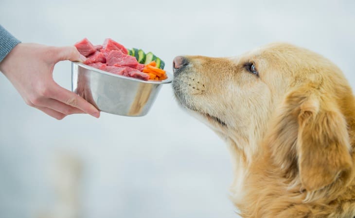 Feeding a senior dog