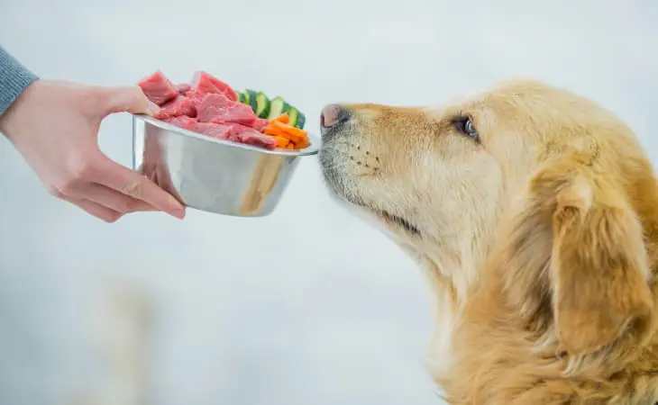 Nourrir un chien âgé