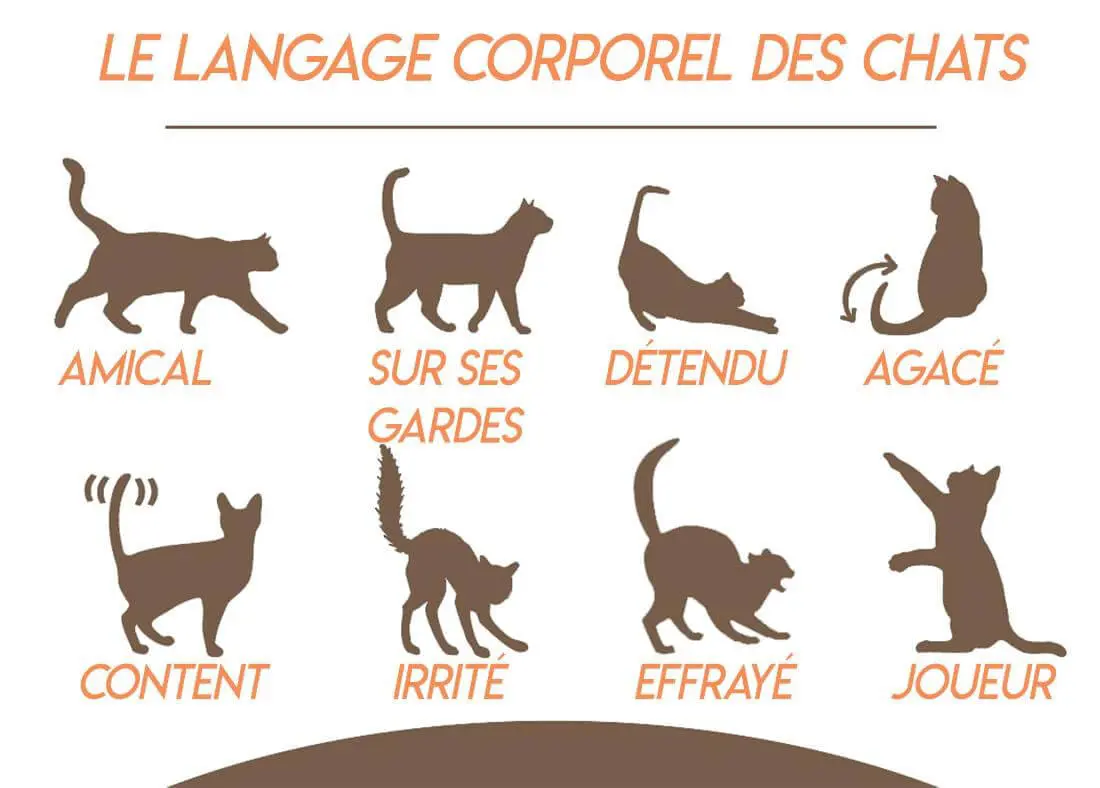 Position corporelle du chat